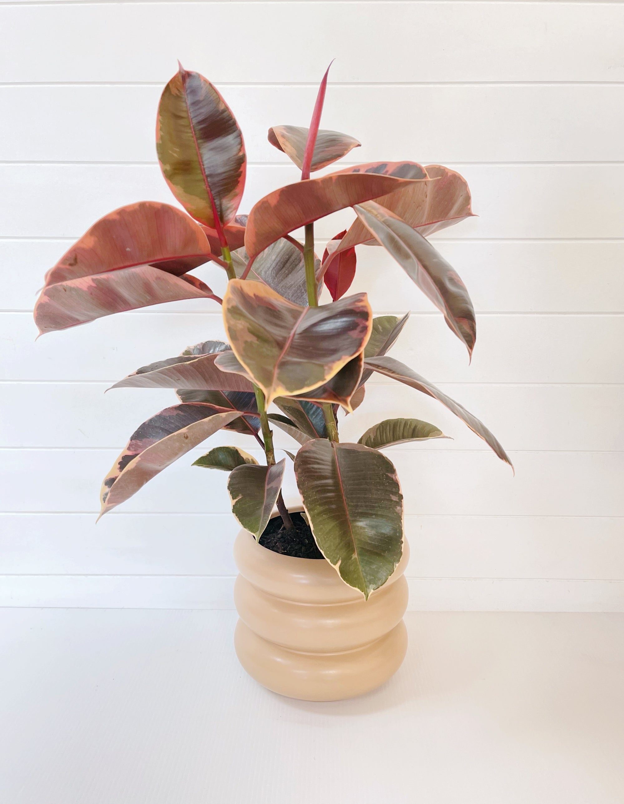 Large Pink Ficus
