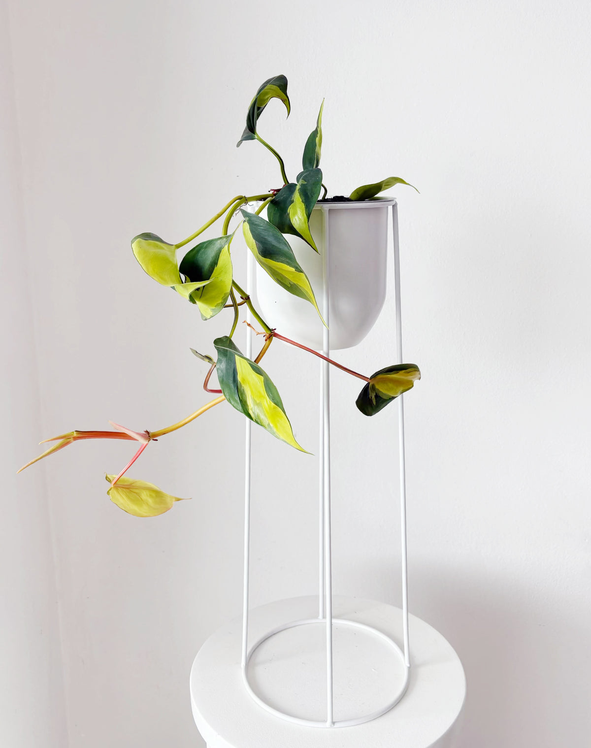 Plant Stand