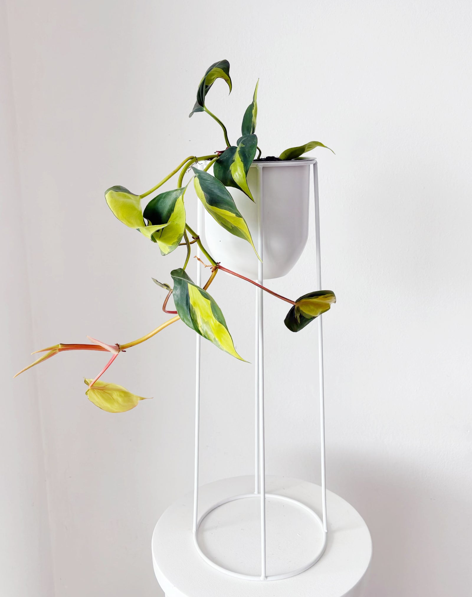 Plant Stand