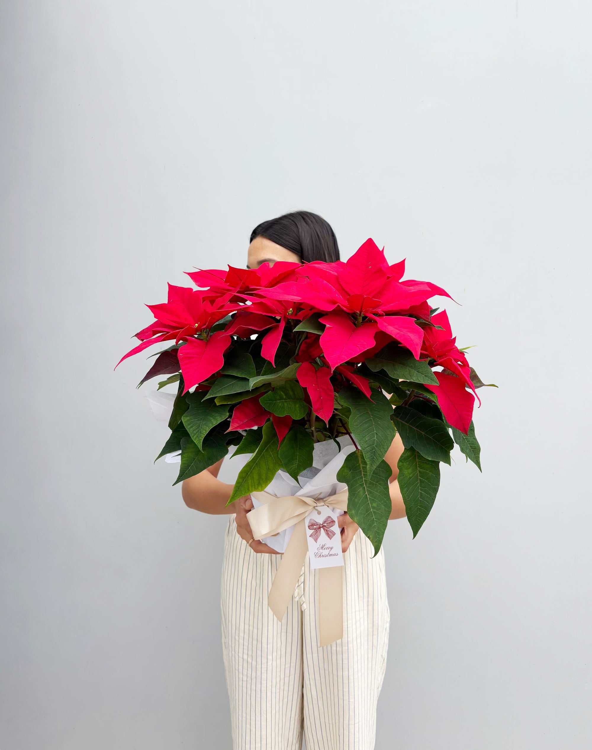 Jumbo Red Poinsettia