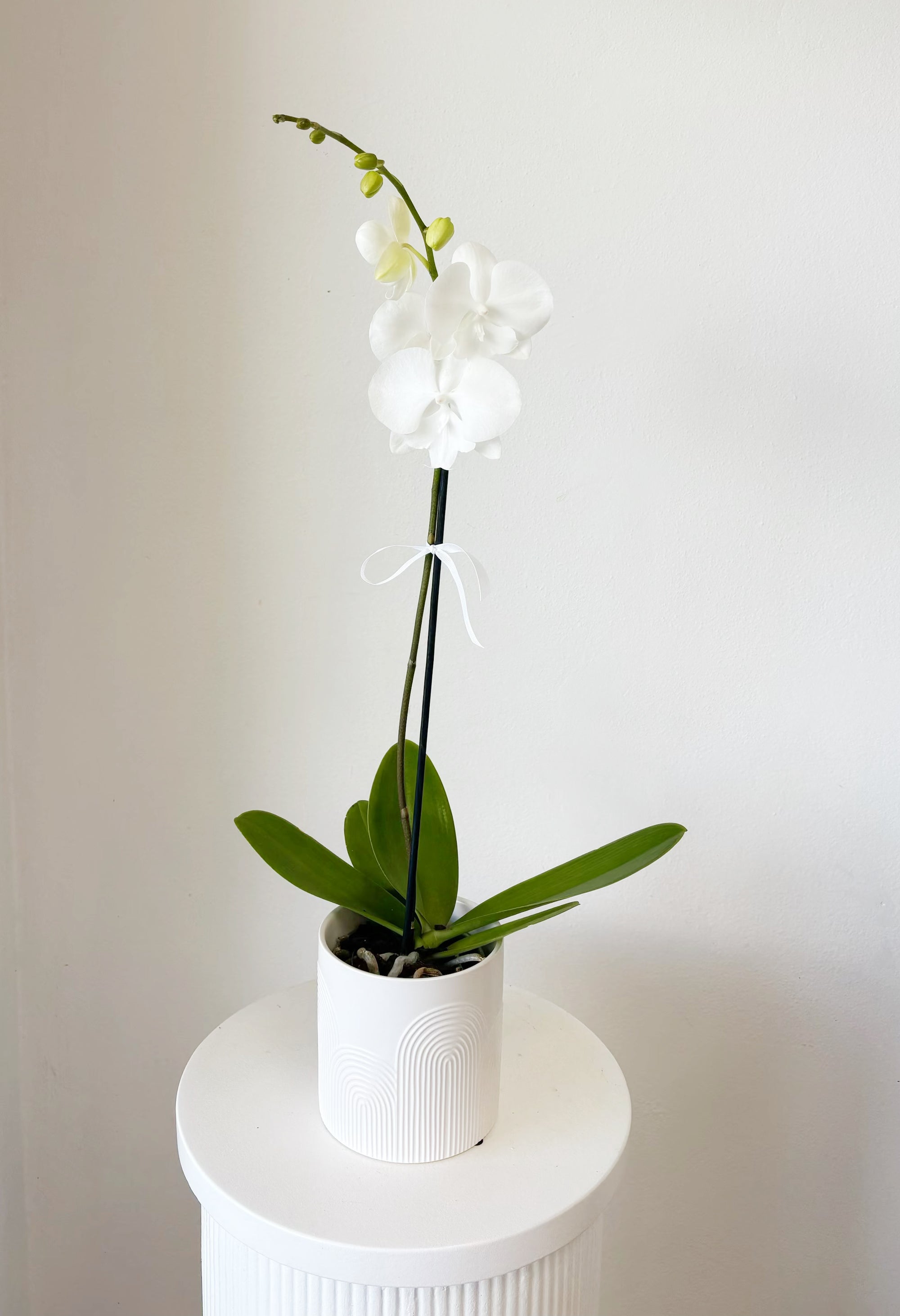 Phalaenopsis Orchid