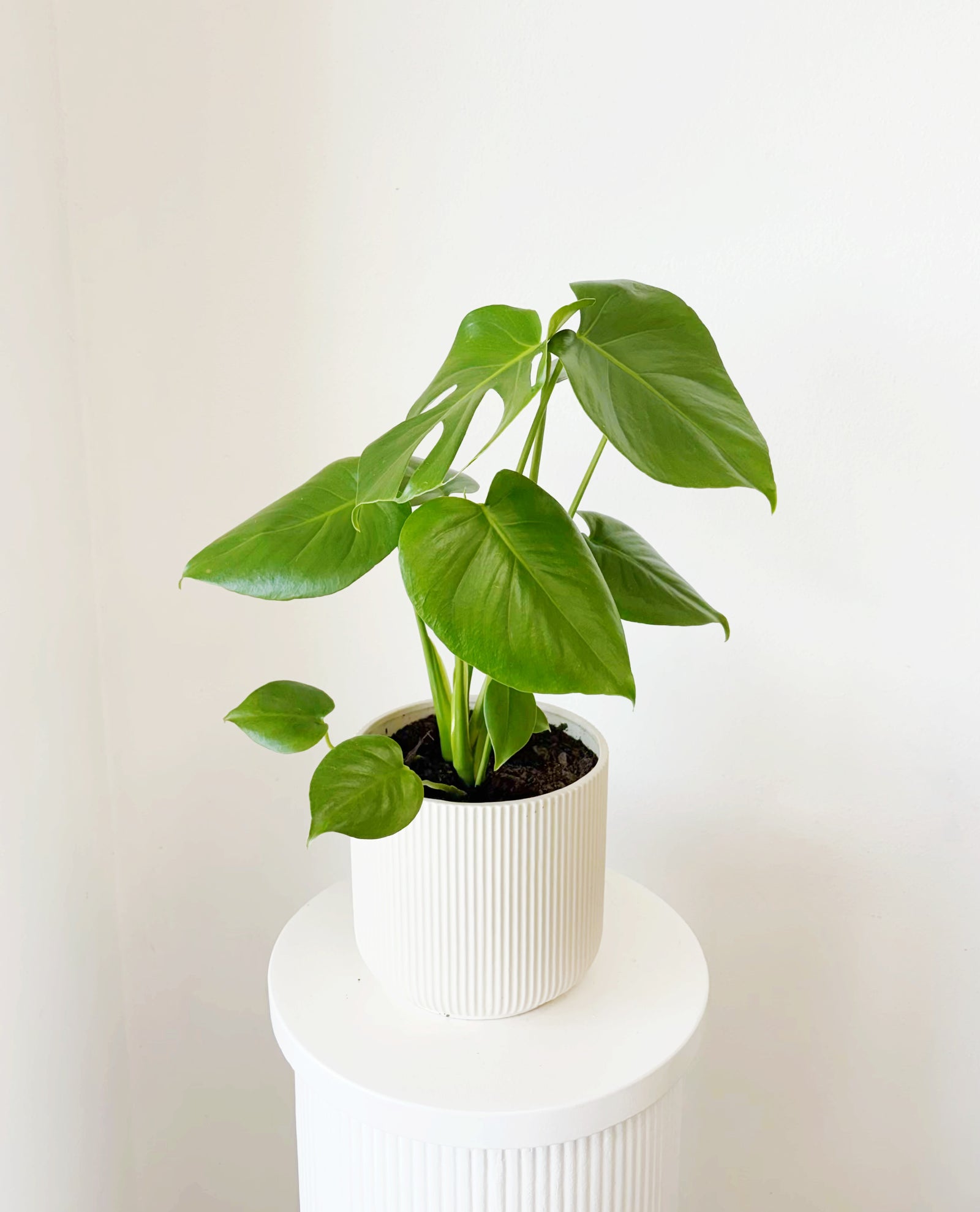 Monstera Pot