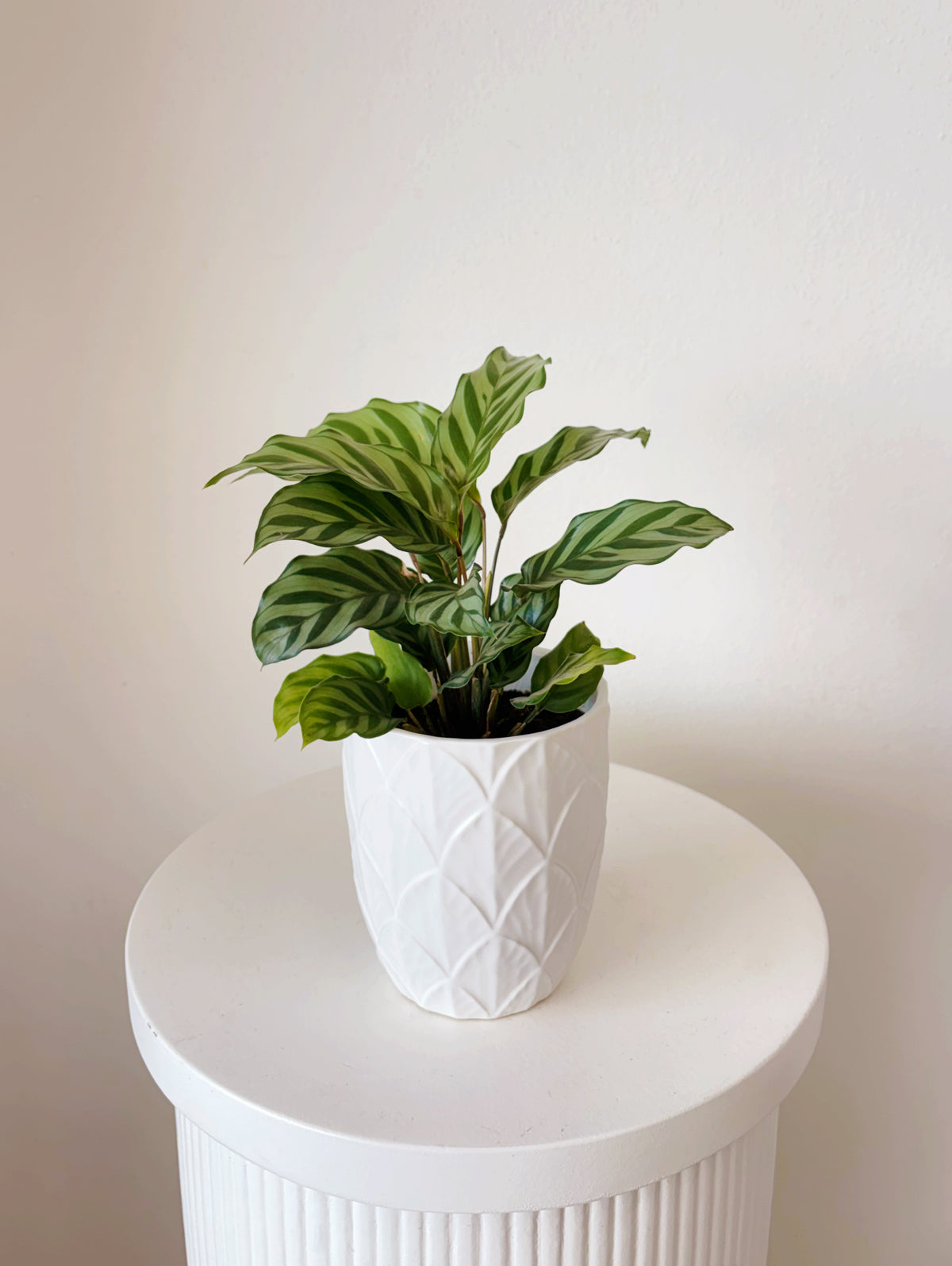 Potted Plants