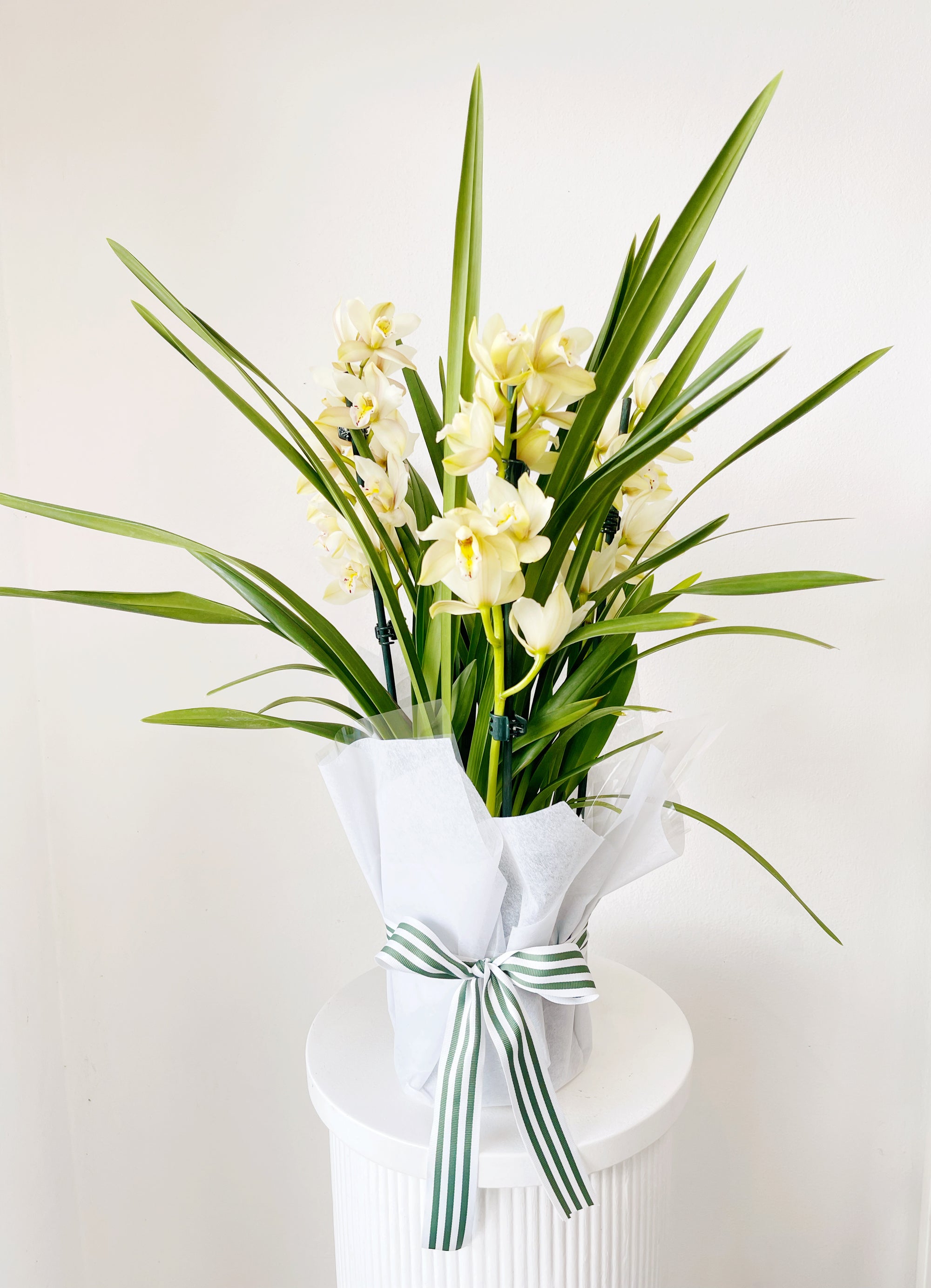 Cymbidium Orchid Plant
