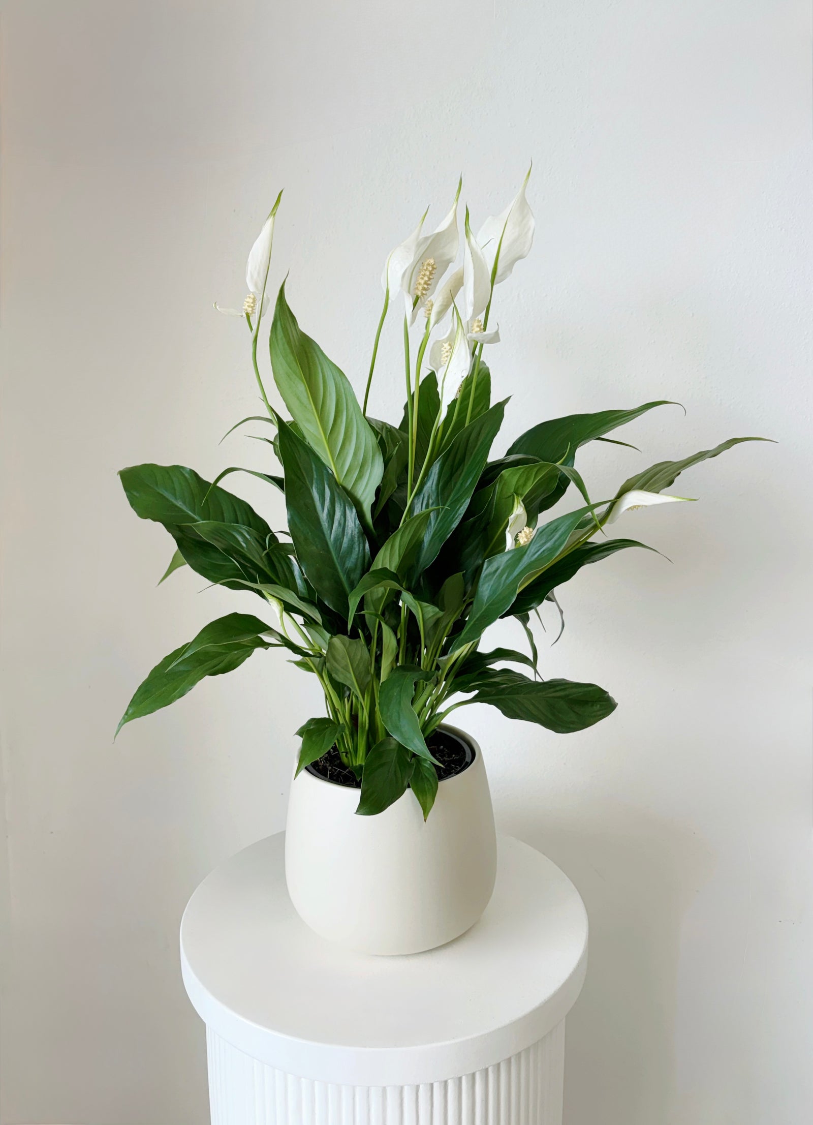 Potted Peace Lily