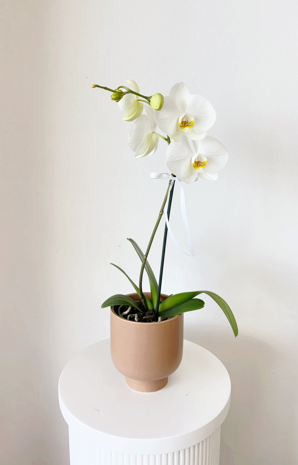 Phalaenopsis Orchid