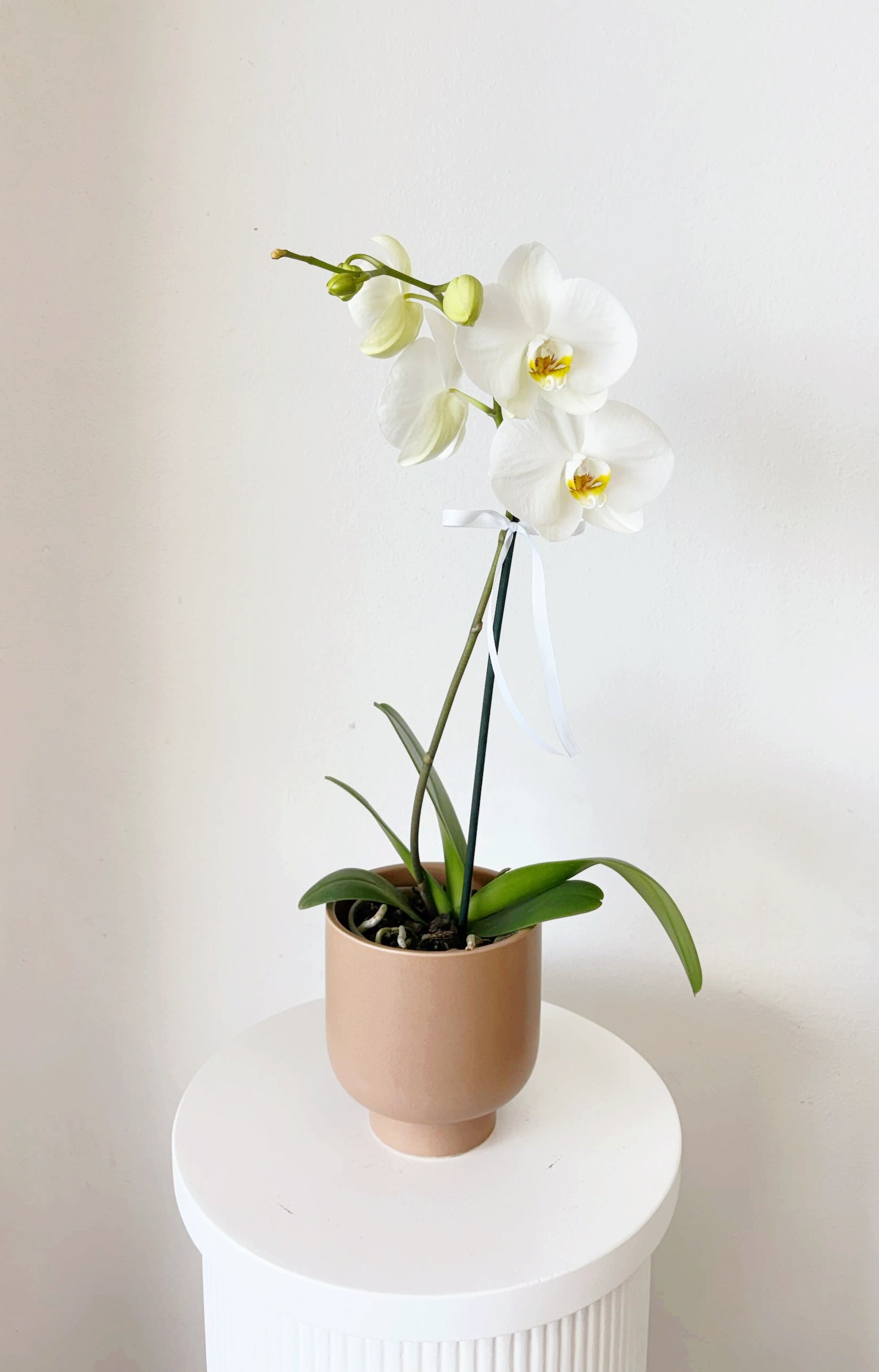 Phalaenopsis Orchid
