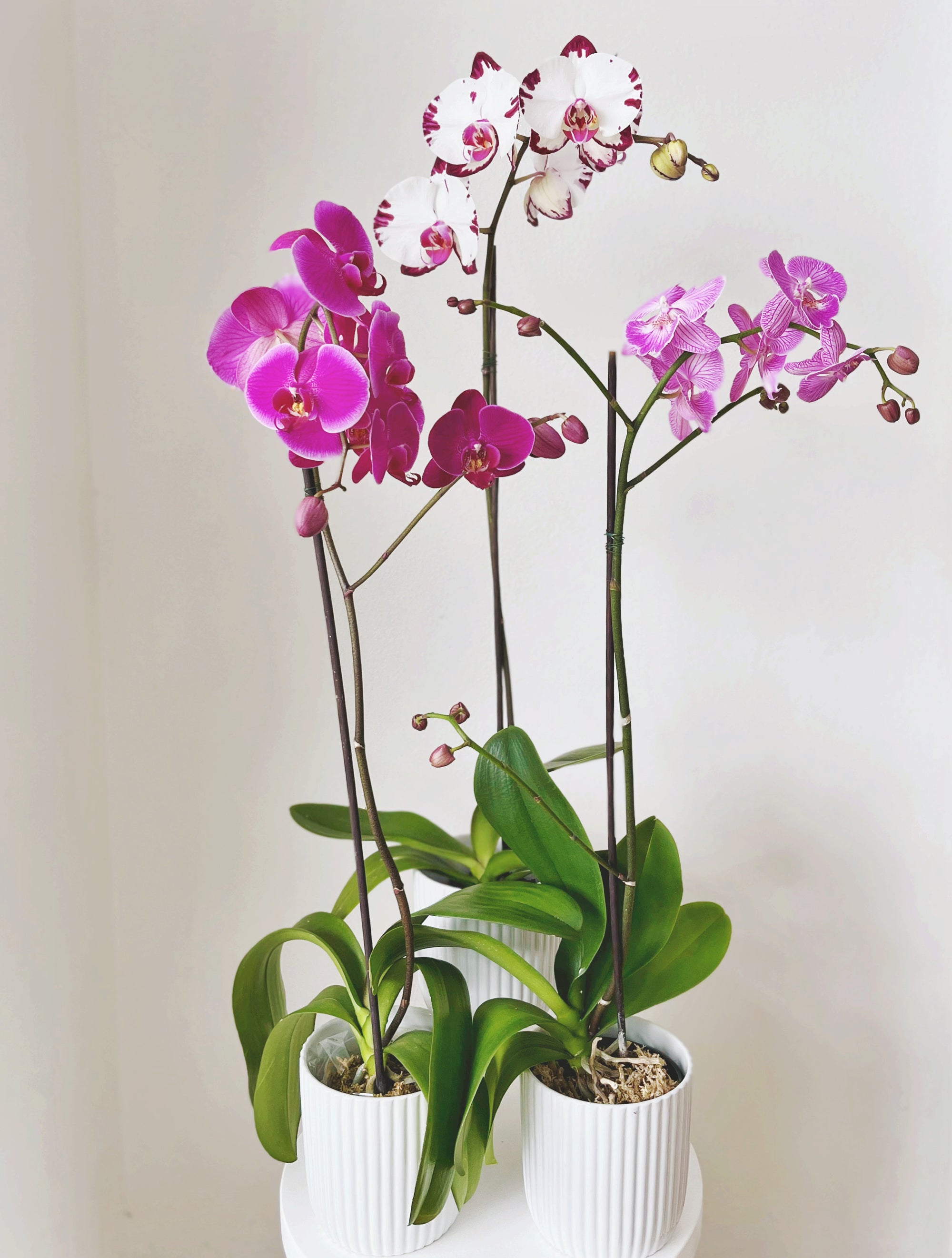 Phalaenopsis Orchid