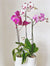 Phalaenopsis Orchid