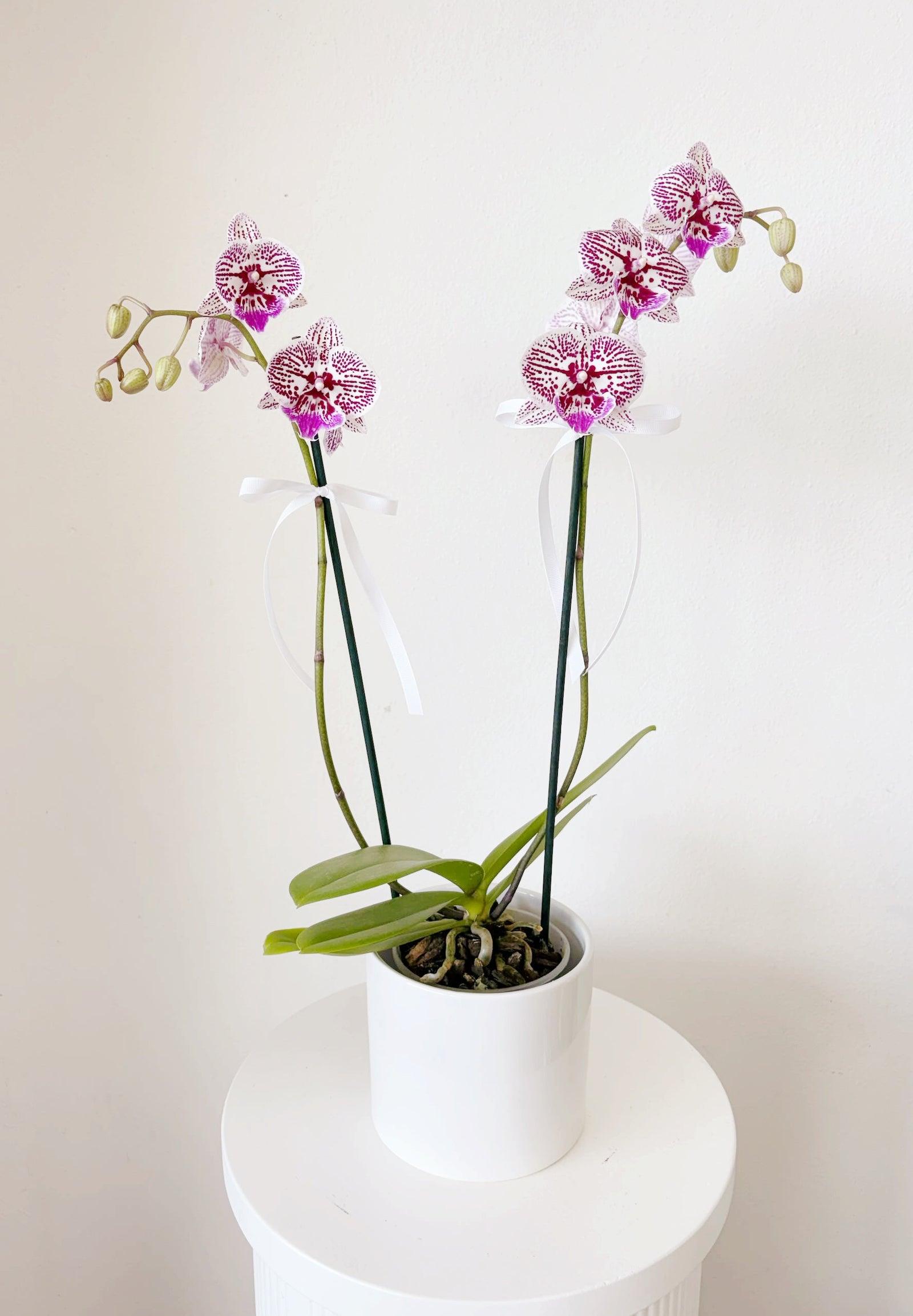 Phalaenopsis Orchid