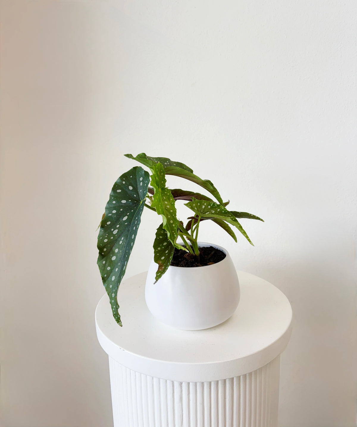 Spotted Begonia
