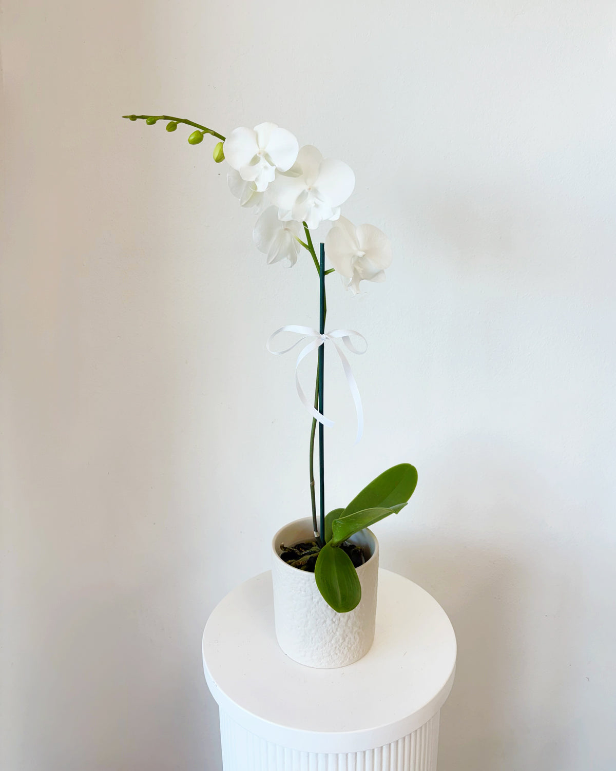 Phalaenopsis Orchid