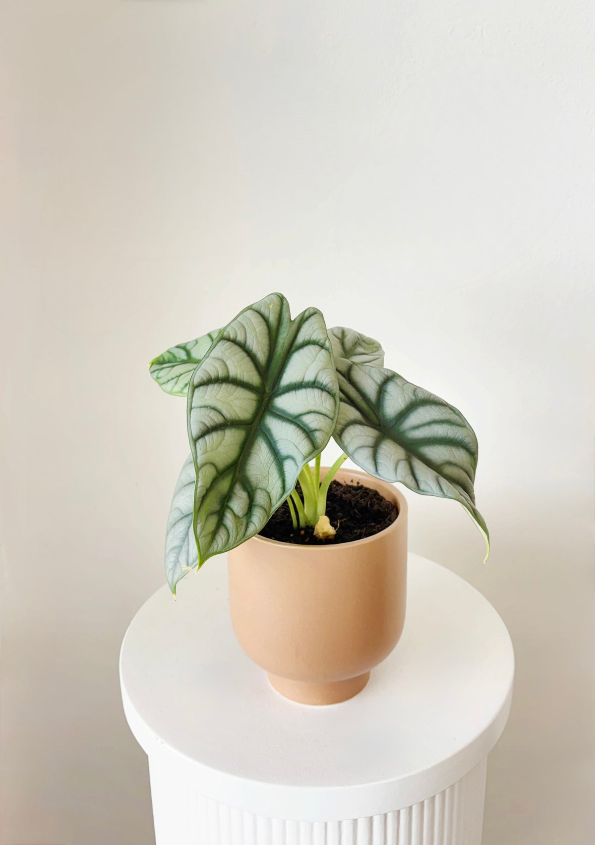Silver Alocasia Pot