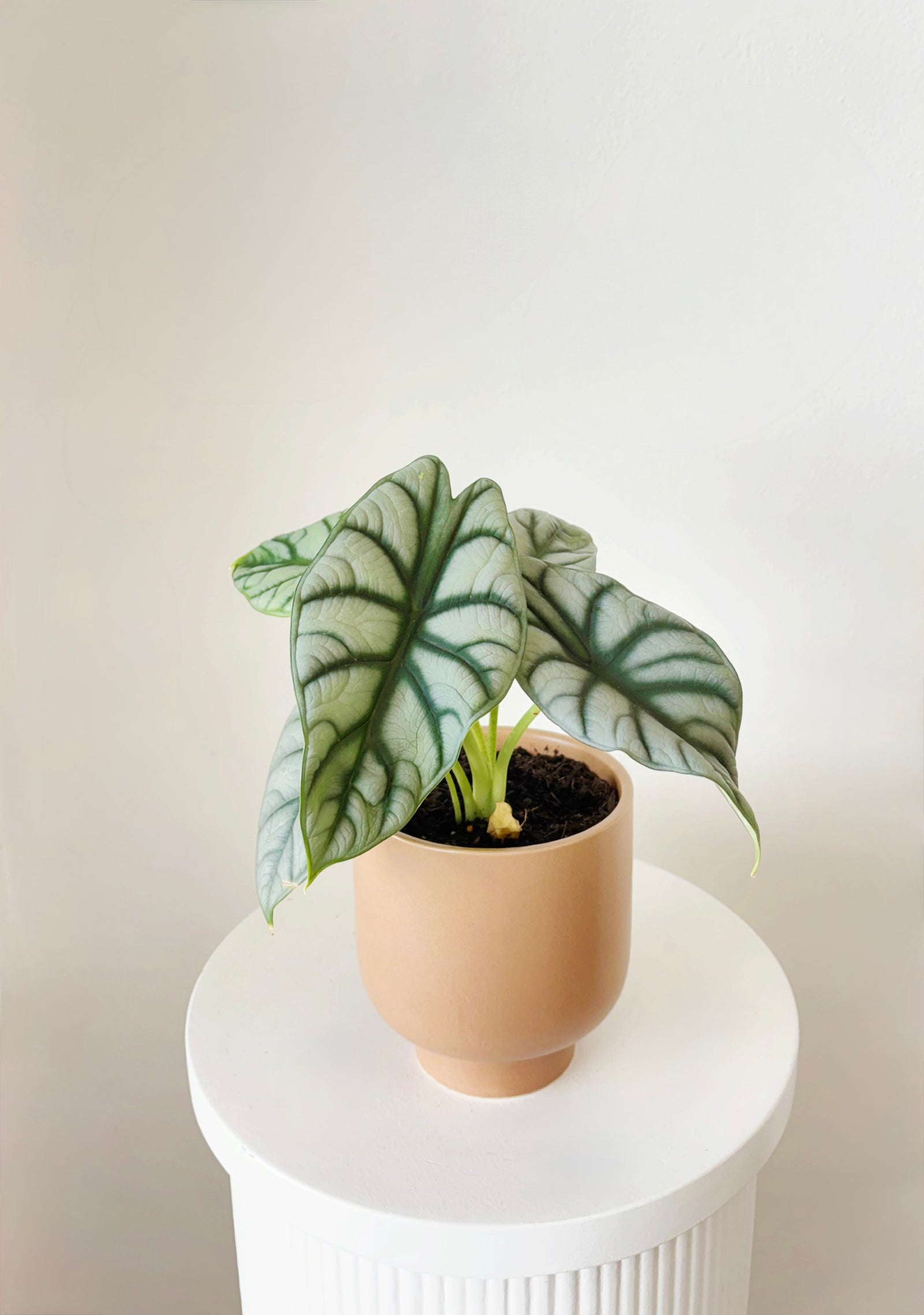 Silver Alocasia Pot