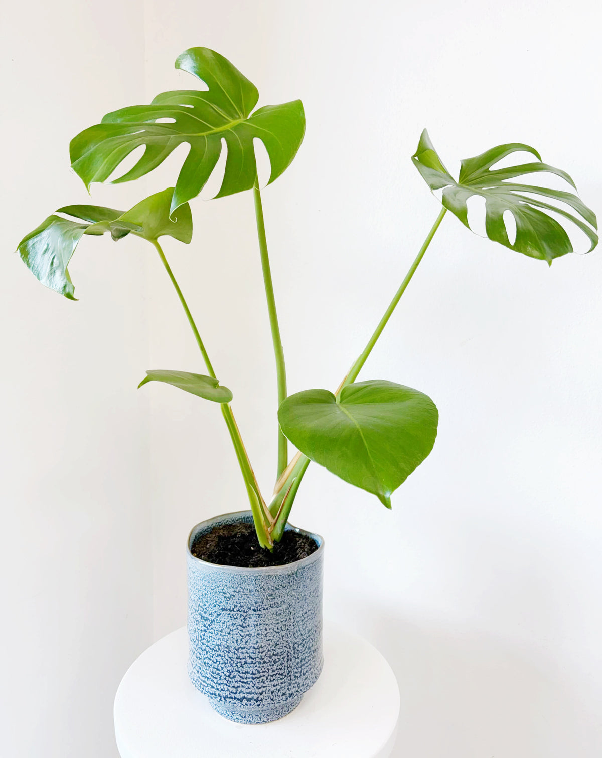 Monstera Pot