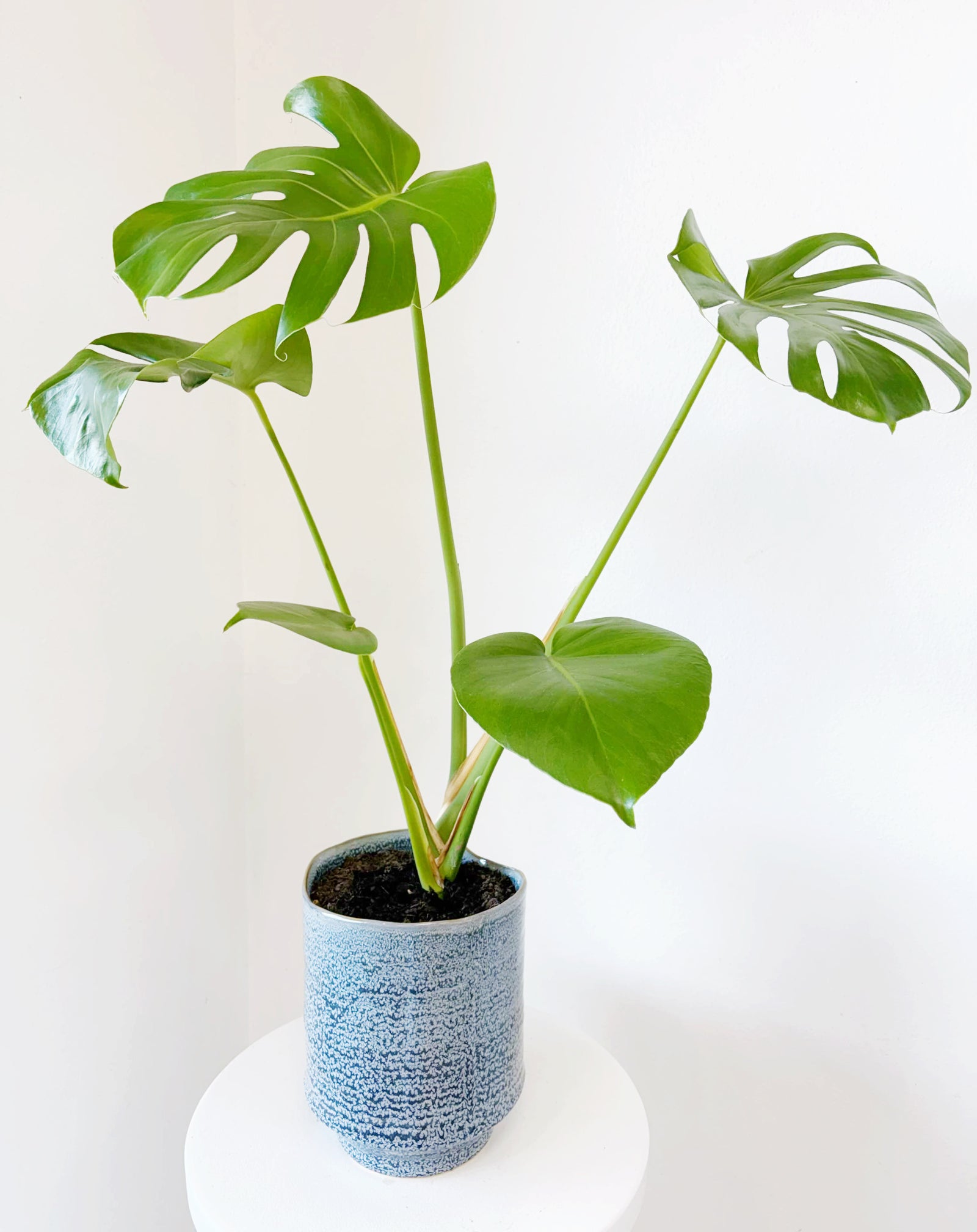 Monstera Pot