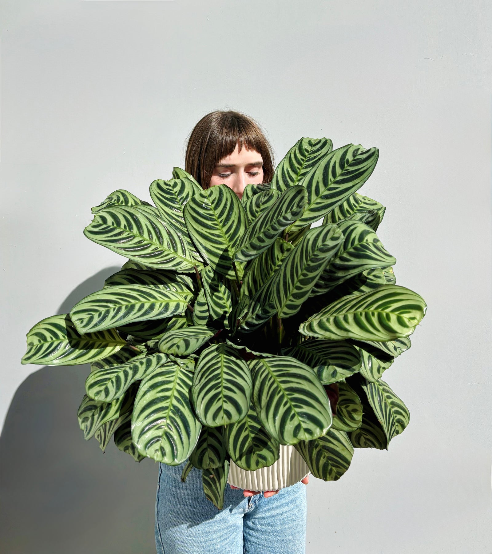 CALATHEA PLANT
