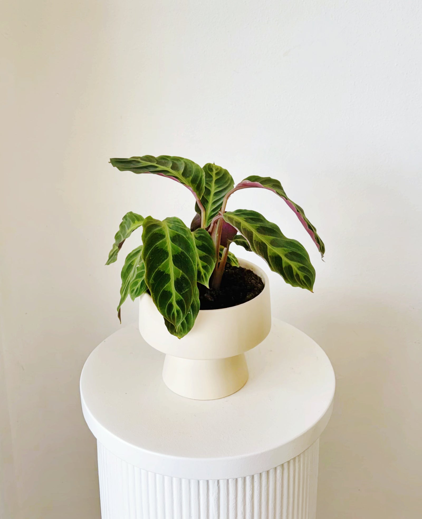 Calathea Pot