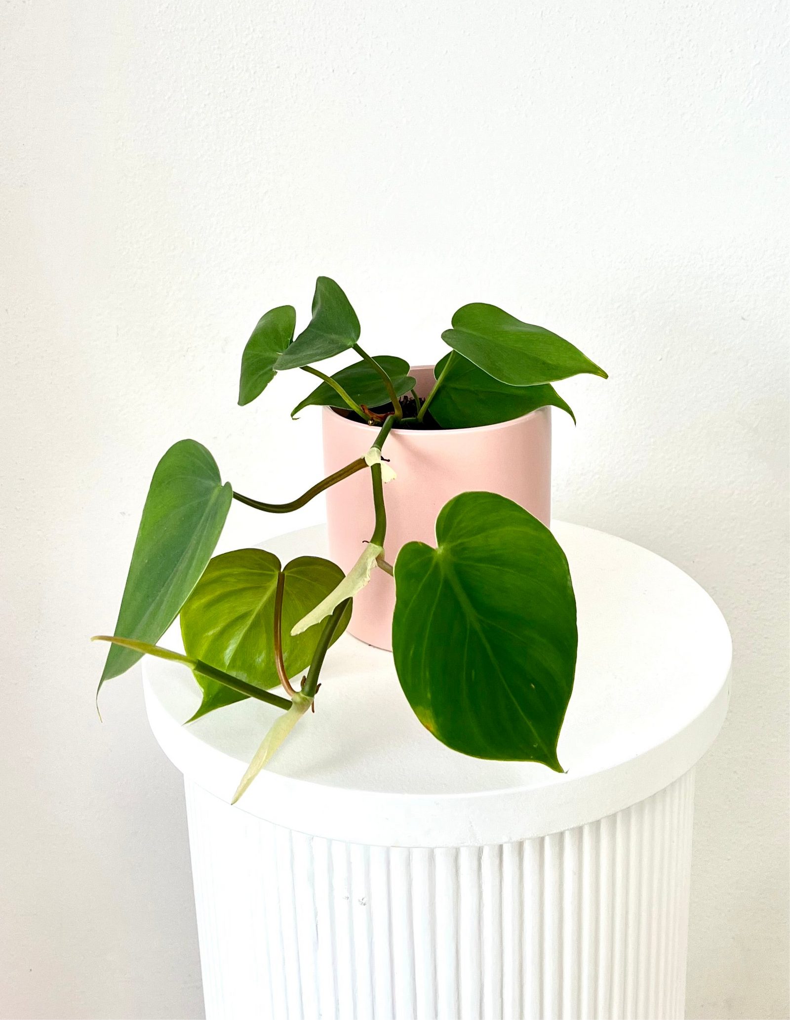 Pothos Pot