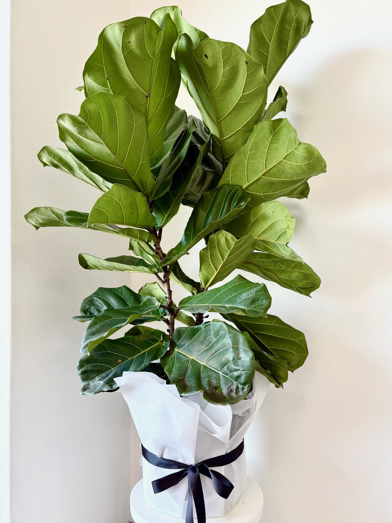 Fiddle Leaf Fig