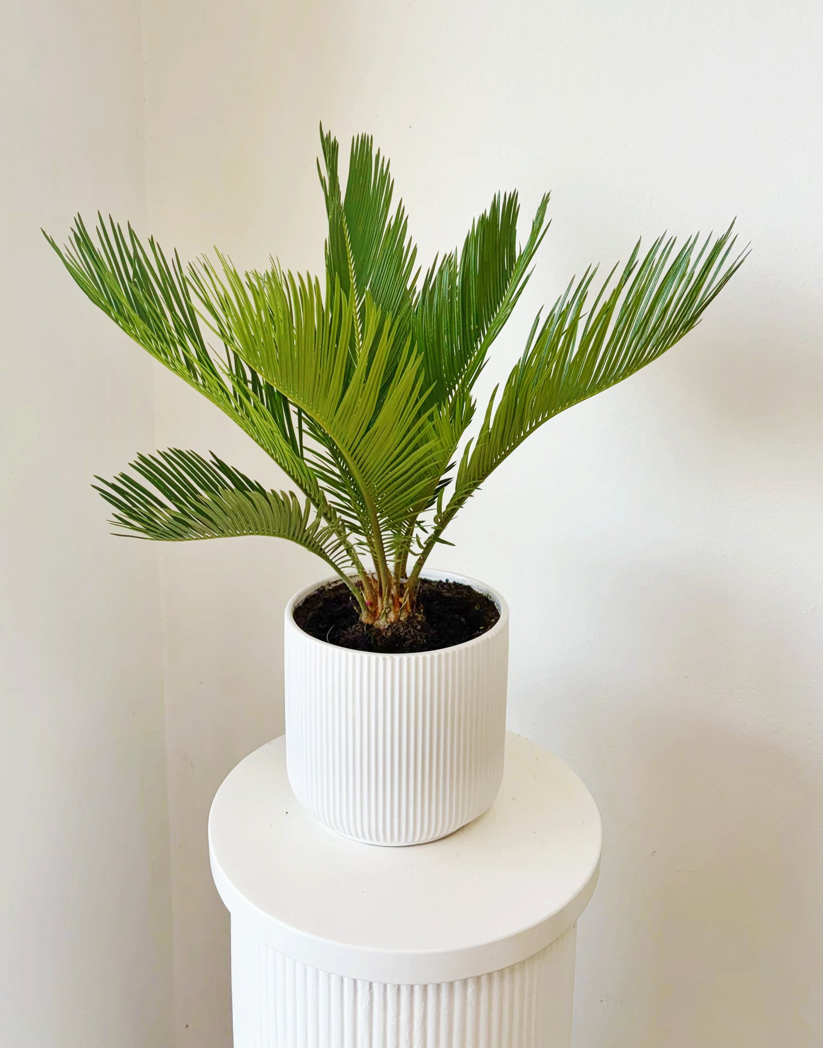 Cycad plant