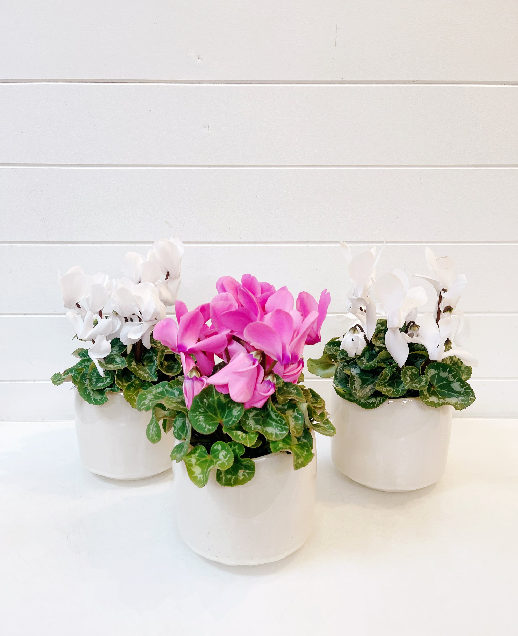 Potted Cyclamen