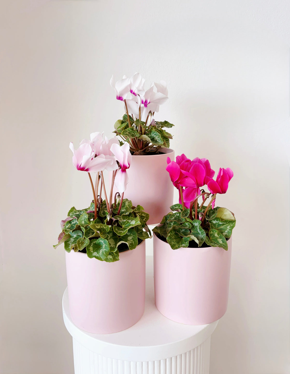 Potted Cyclamen