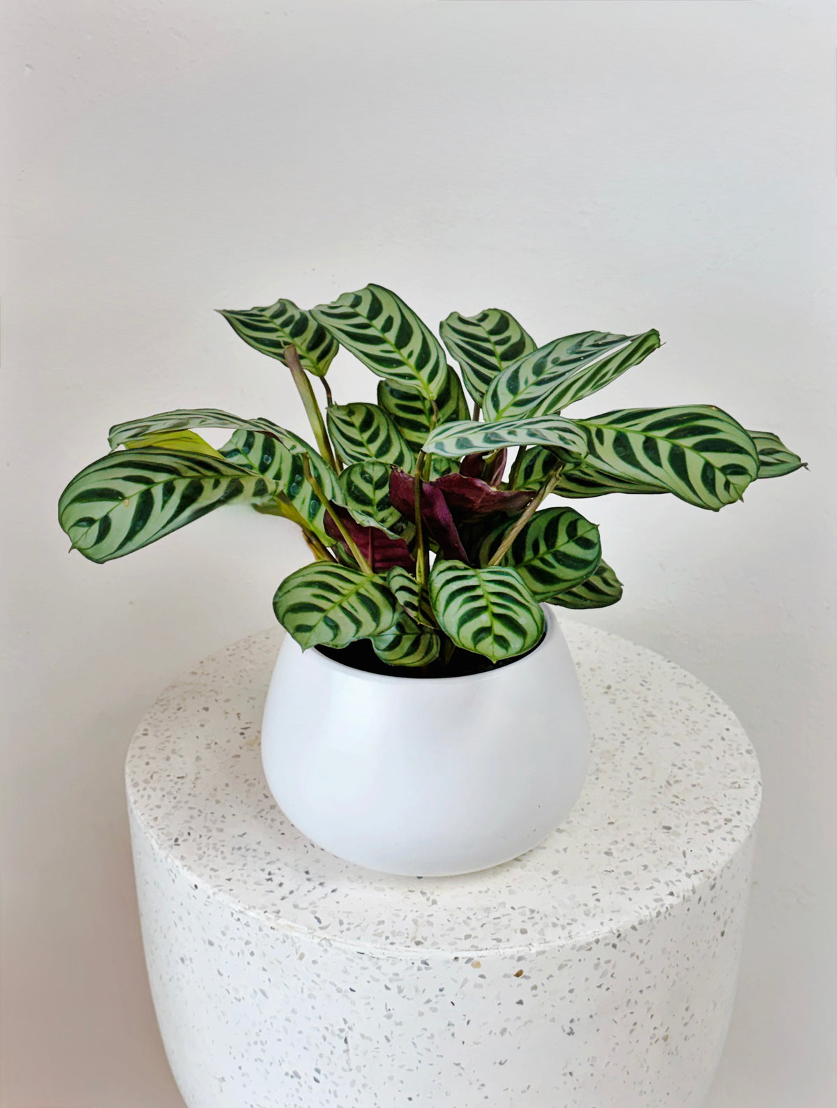 Oslo Pot
