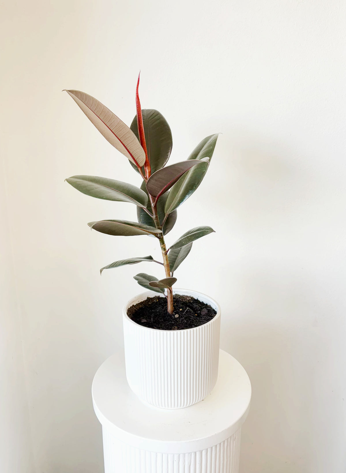 Ficus Plant