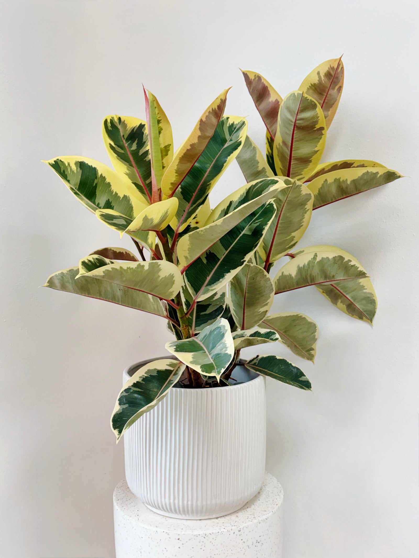 X Large Ficus