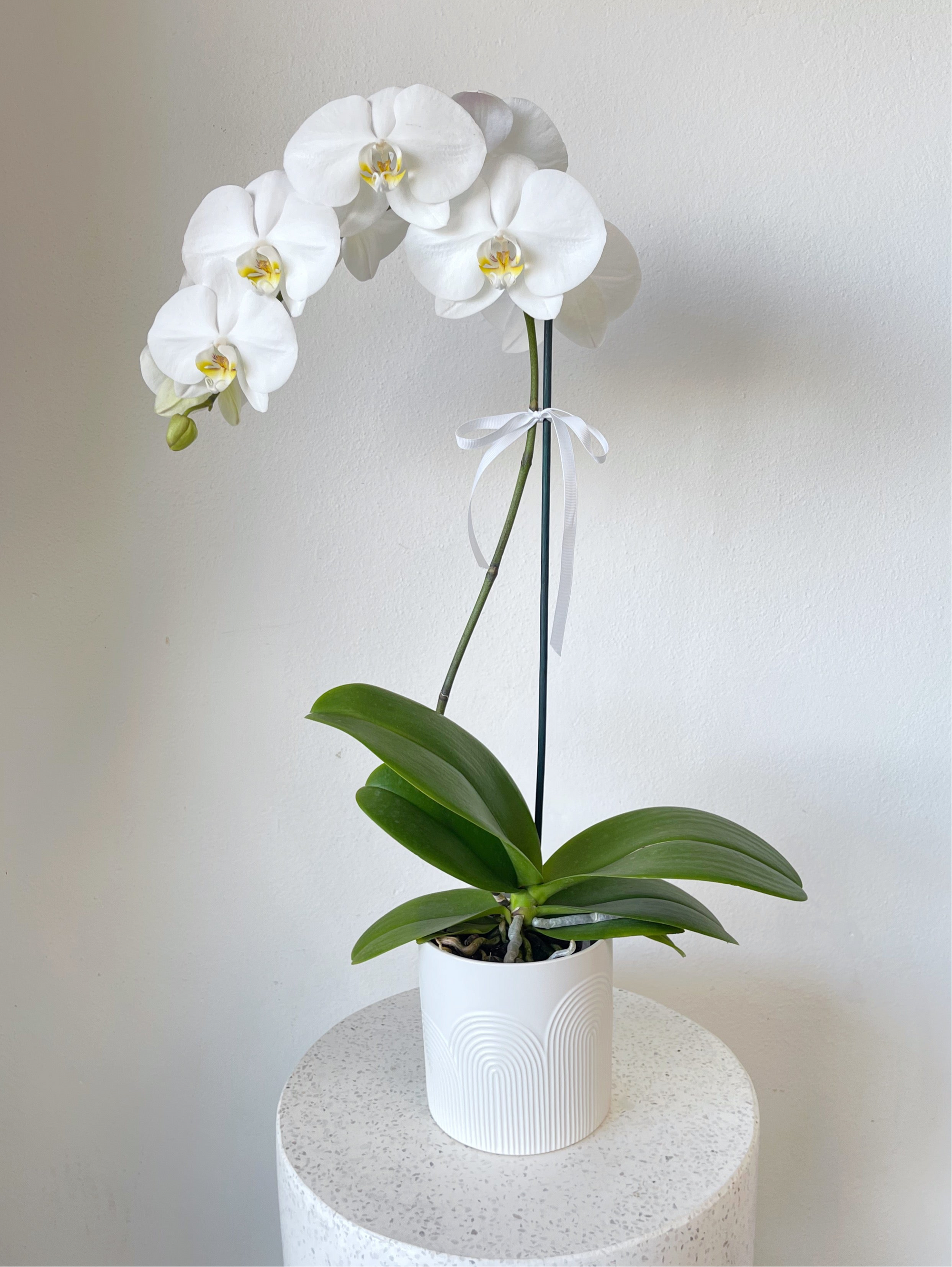 Phalaenopsis Orchid