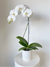 Phalaenopsis Orchid