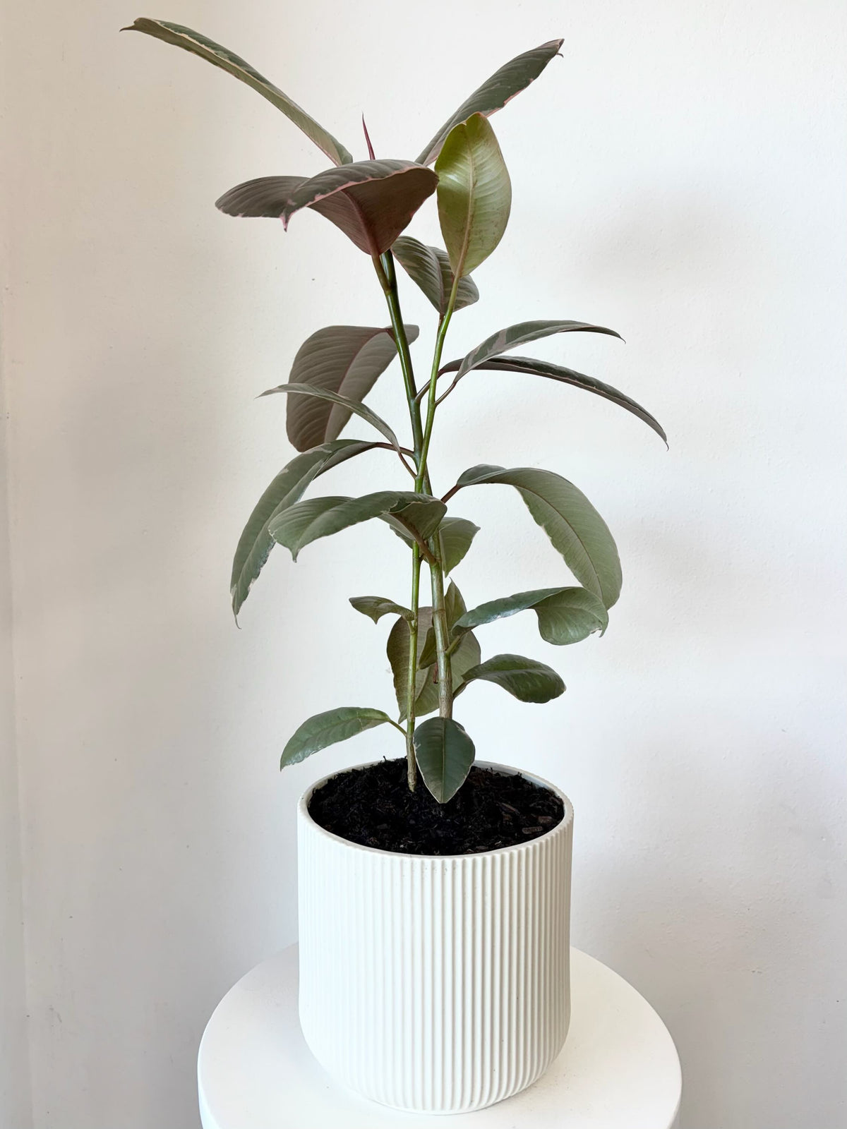 Ficus Plant