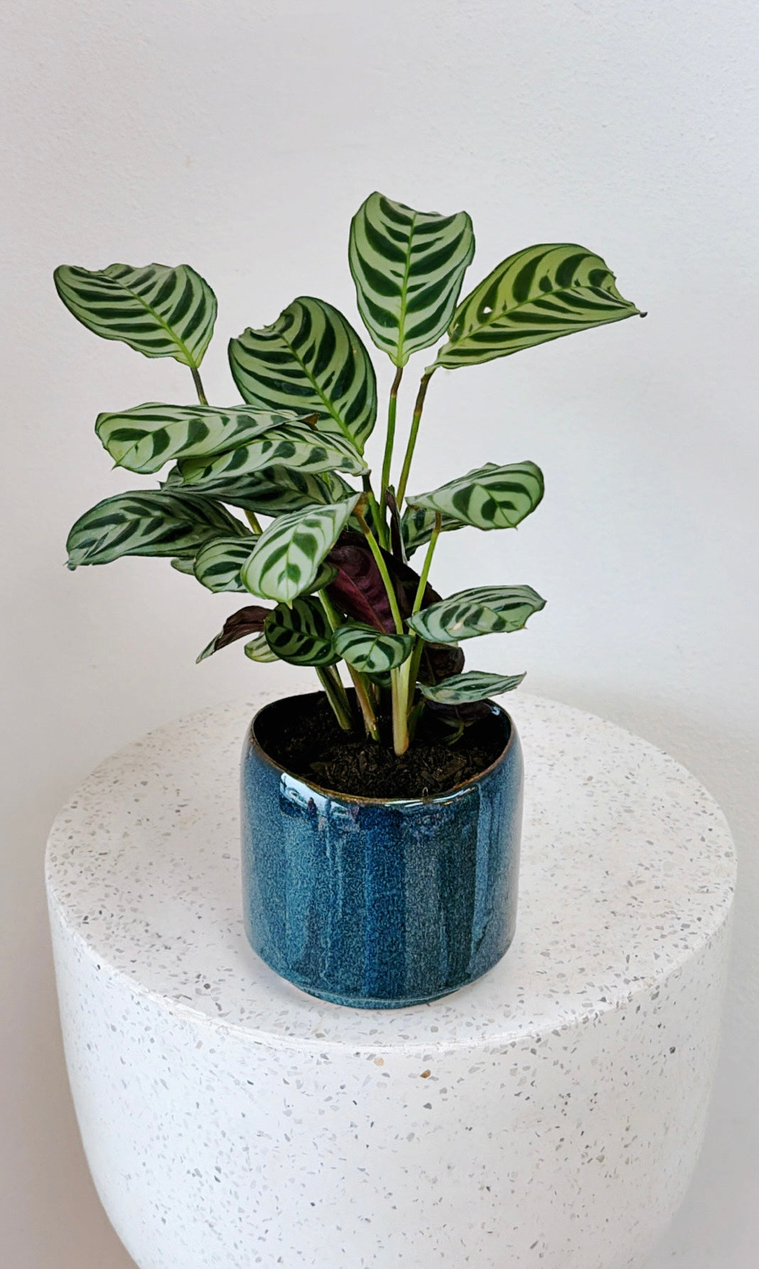 Calathea Pot