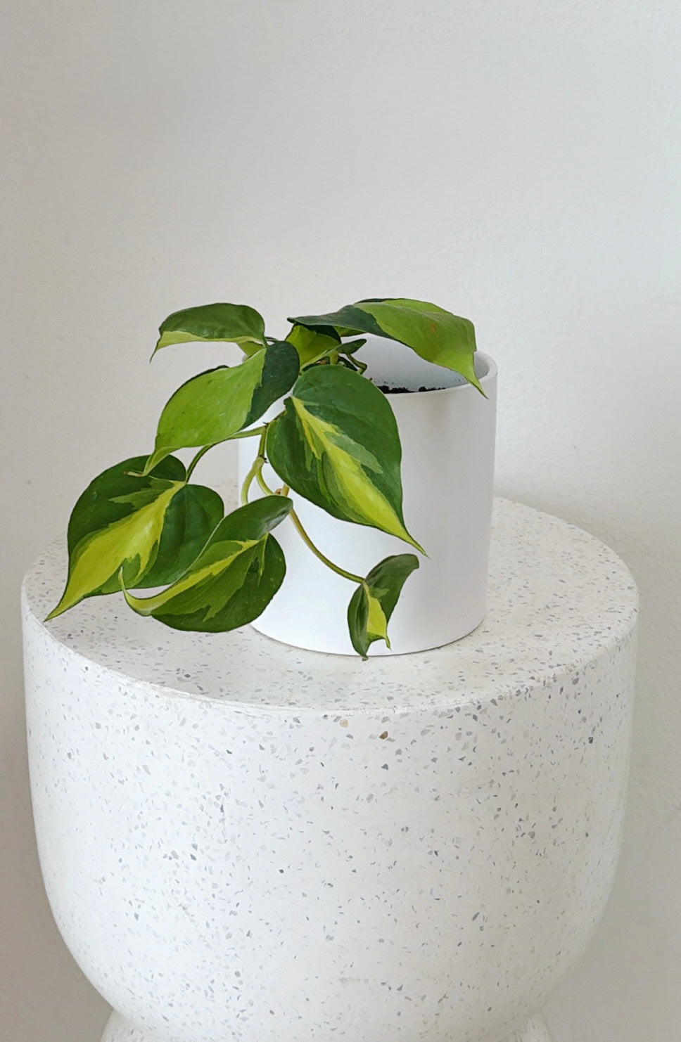 Pothos Pot