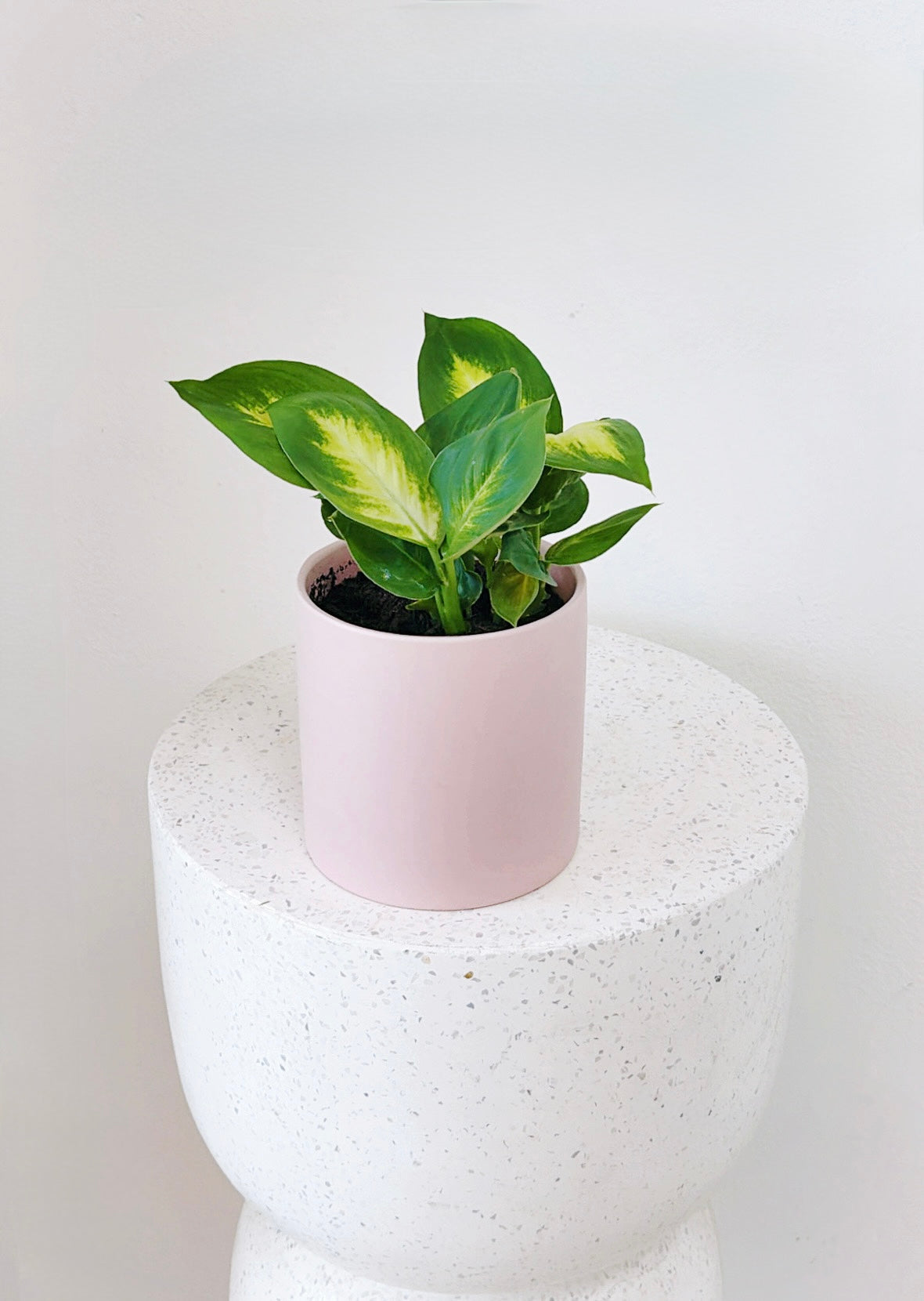 Dieffenbachia Pot