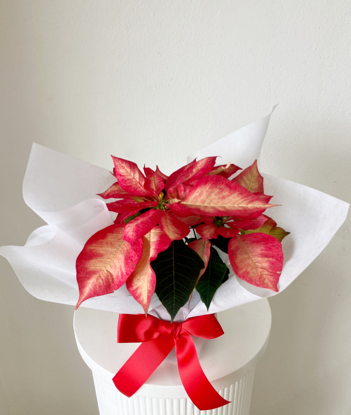 Pink Poinsettia