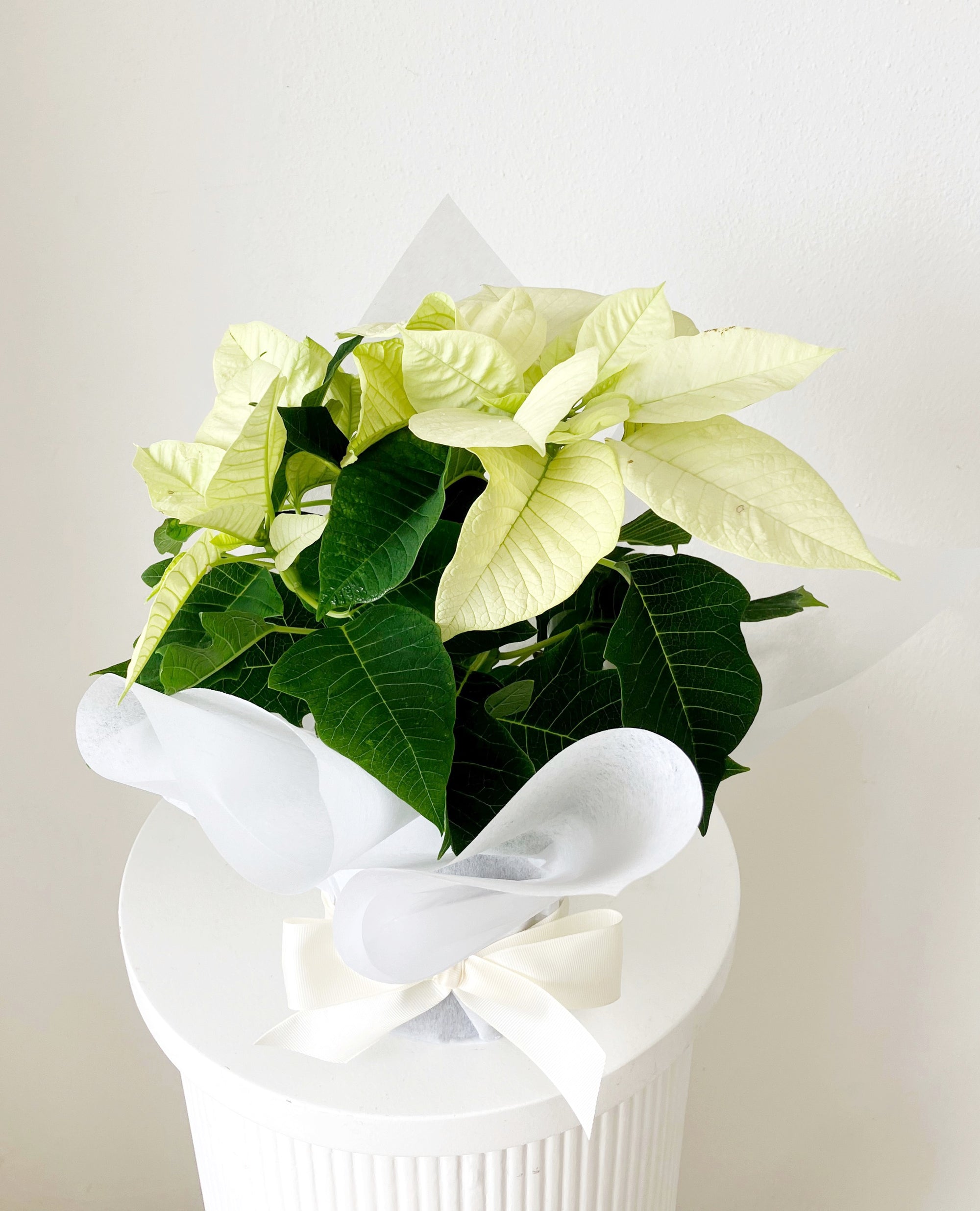 White Poinsettia