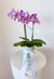 Mini Orchid Plant