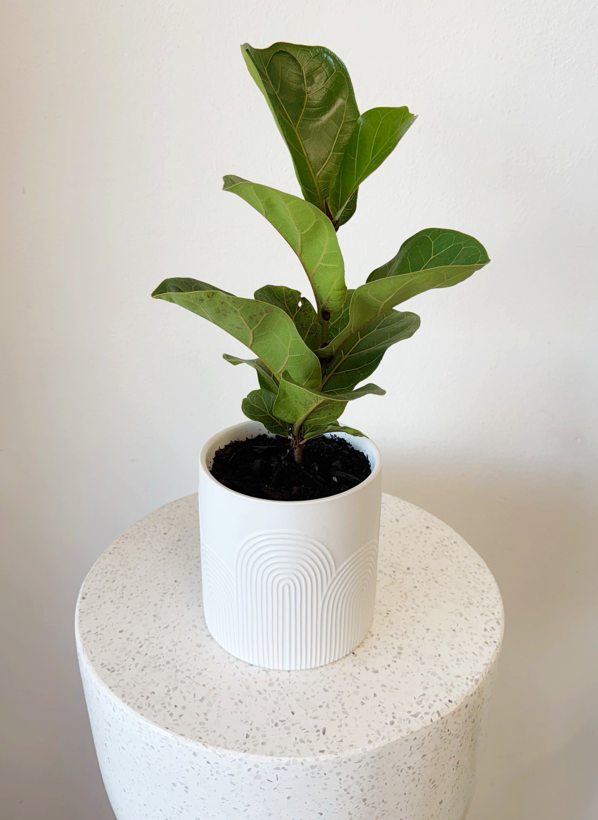 Fiddle Leaf Pot