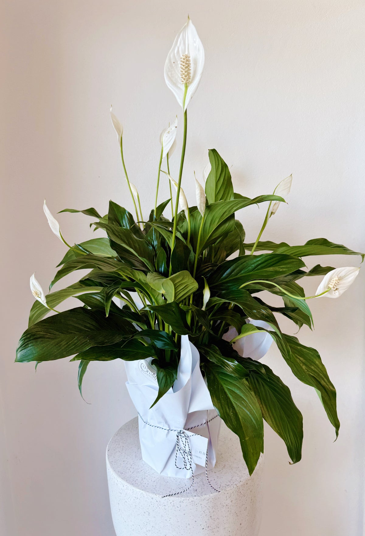 Large Peace Lily