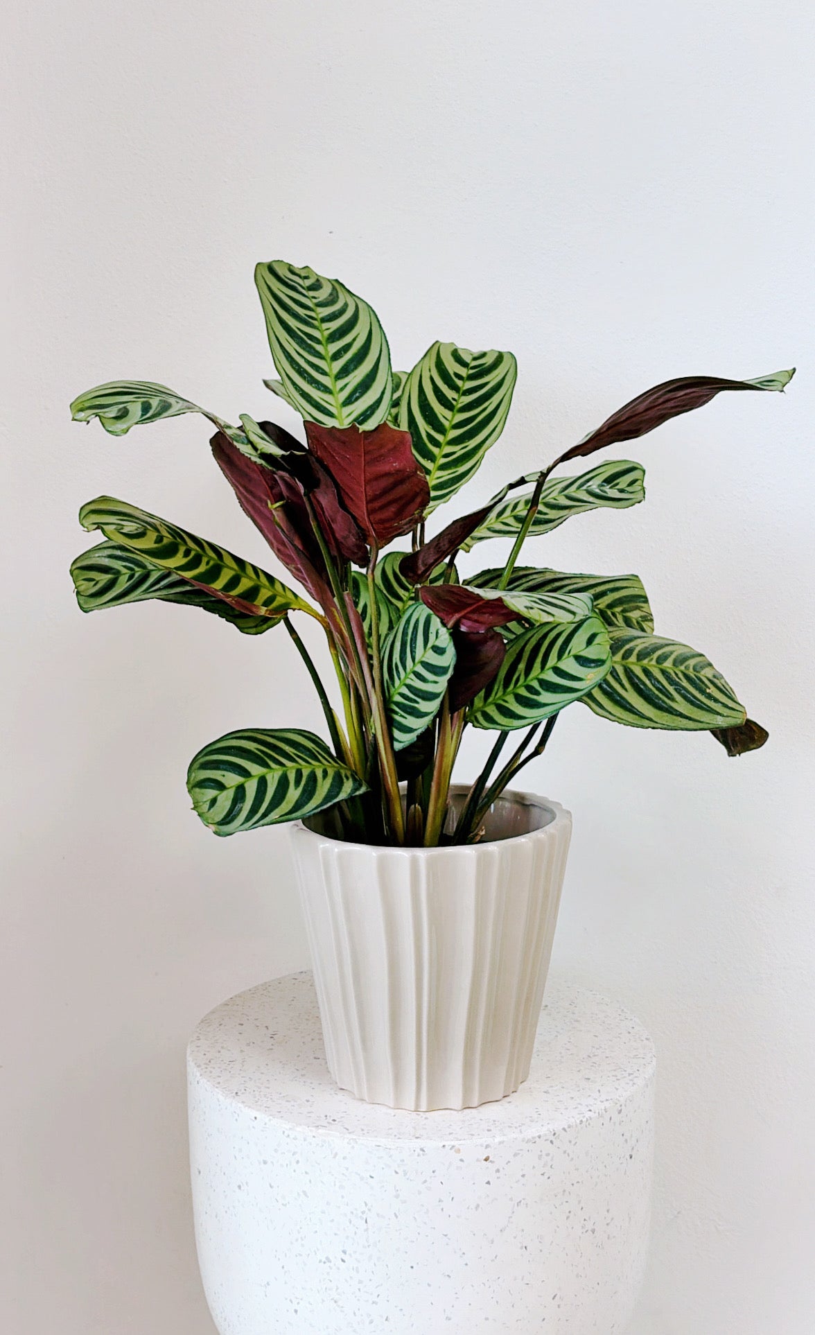 Barcelona Pot