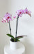 Phalaenopsis Orchid