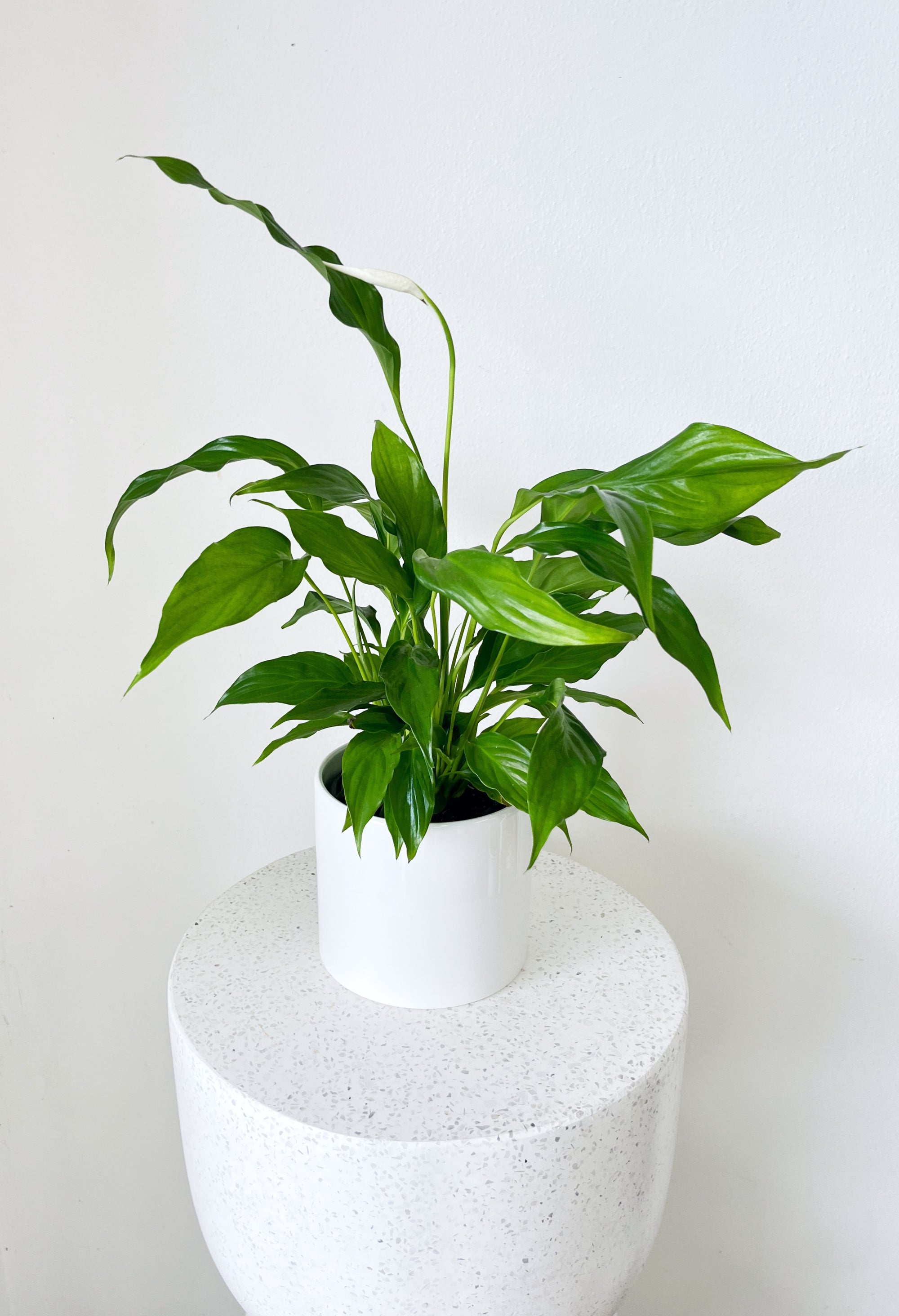 Peace Lily