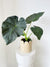 Alocasia Pot