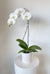 Phalaenopsis Orchid